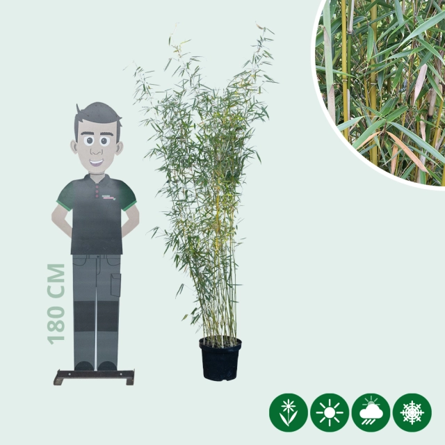 Fargesia robusta 'Campbell'