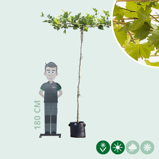 Dachplatane in Kreuzform