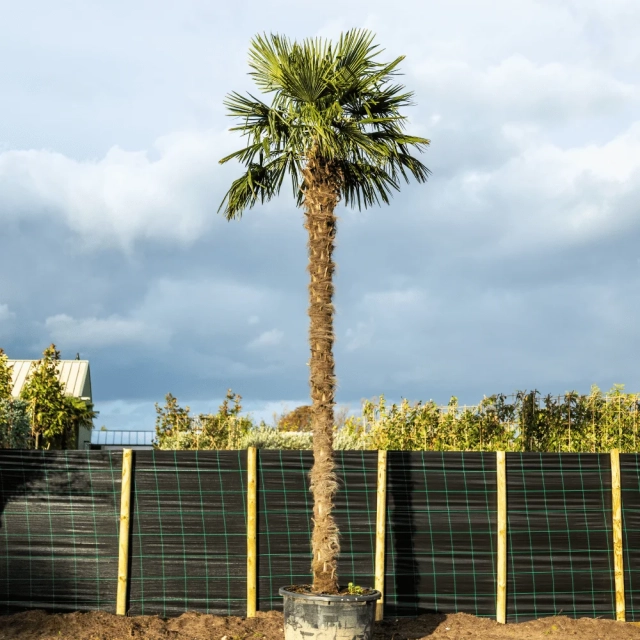 Chinesische Hanfpalme ausgewachsen