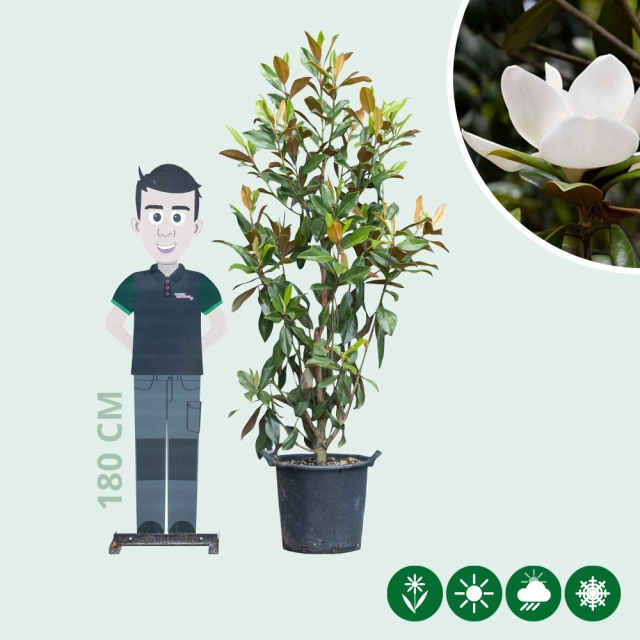 Magnolie Grandiflora Solitär