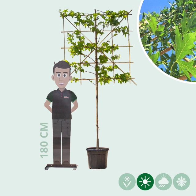 Amberbaum als Spalier