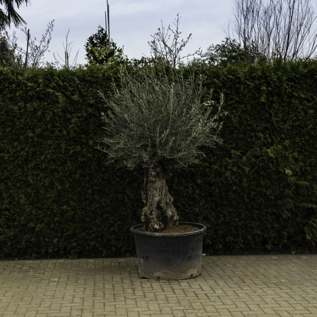 Olivenbaum 'Bonsai' #97