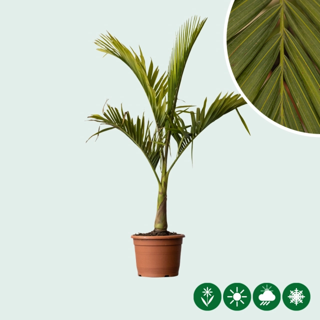 Australische Königspalme