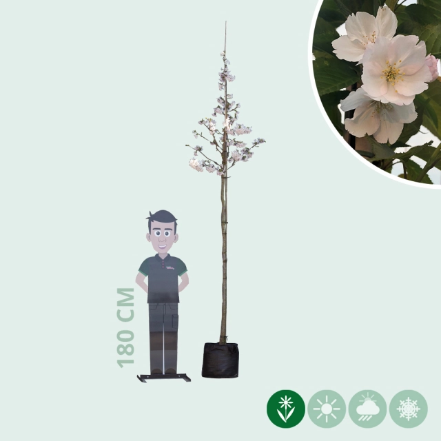 Japanische Blütenkirsche 'Yedoensis'