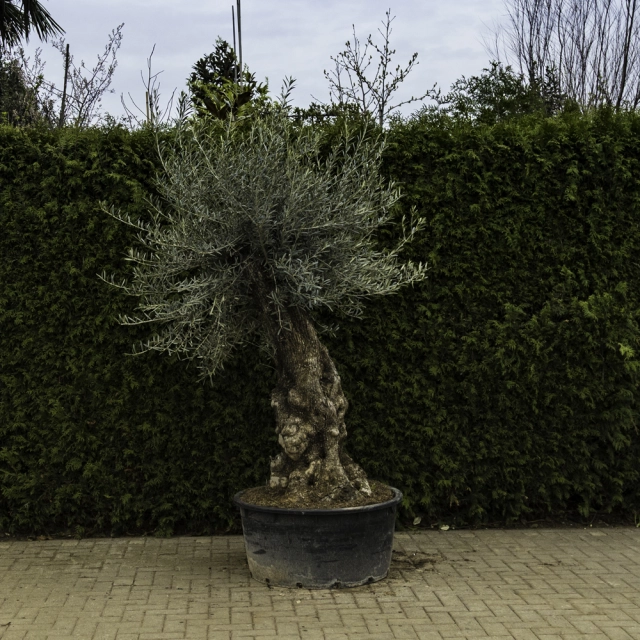 Olivenbaum 'Bonsai' #84