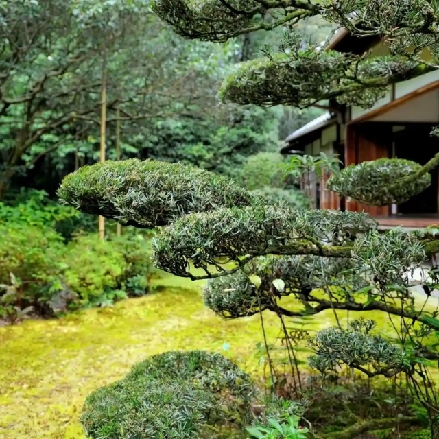 Bäume für einen Japanischen Garten