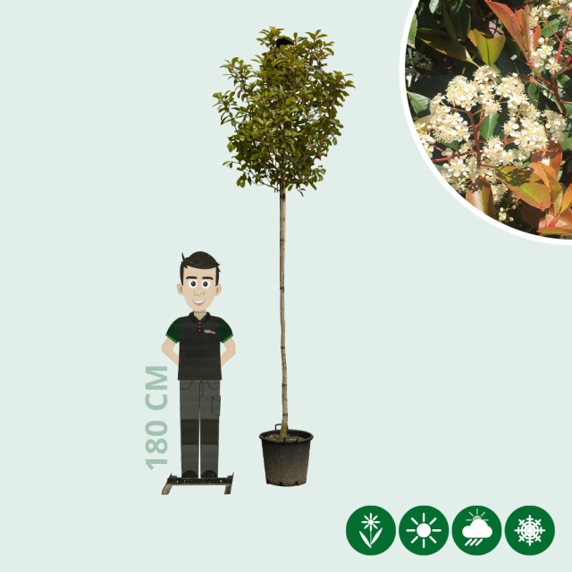 Glanzmispel baumförmig