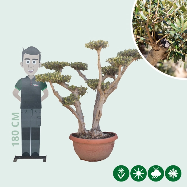 Olivenbaum  'Pom Pom' Dekoschale