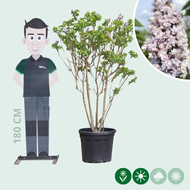 Flieder 'Michel buchner'