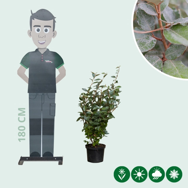 Ölweide Hecke 80 cm