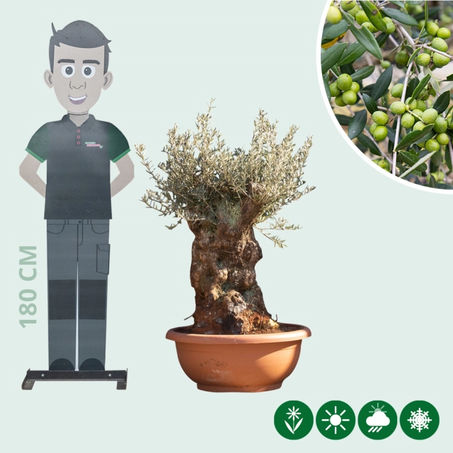 Olivenbaum 'Bonsai' Dekoschale