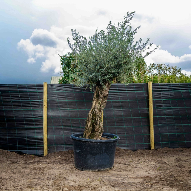 Olivenbaum 'Bonsai' #64