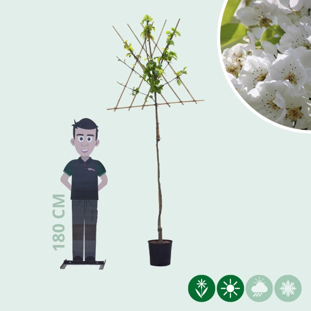 Pyrus c. 'Clapp's Favorite' als Spalier