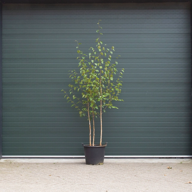 Himalaya-Birke mehrstämmig