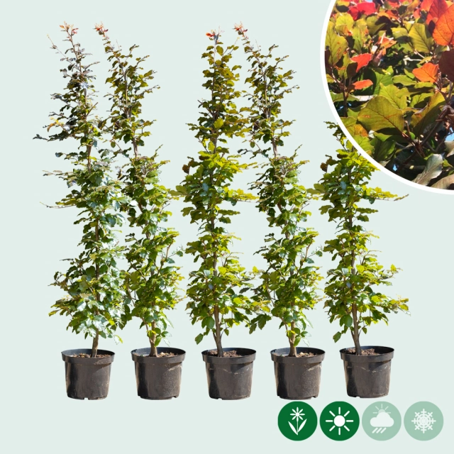 Blutbuchenhecke pro Meter einreihig