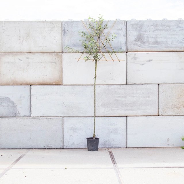 Malus d. 'James Grieve' als Spalier