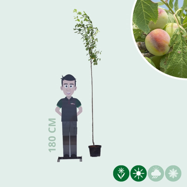 Süße Pflaume 'Opal'