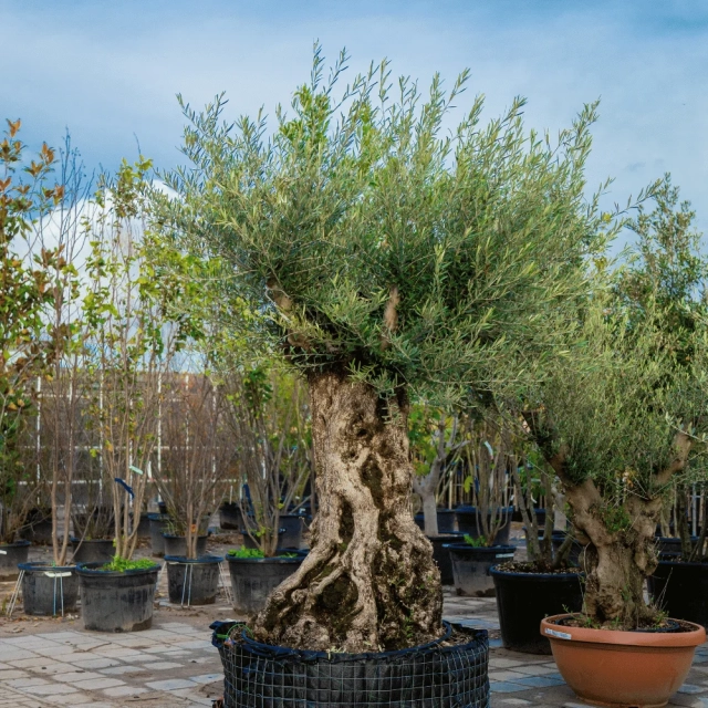 Olivenbaum 'Bonsai' 160–180 cm Stammumfang #1