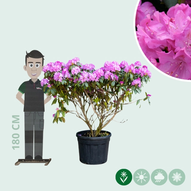 Rhododendron Roseum Elegans