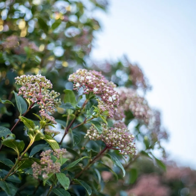 Geeignete Bäume für einen kleinen Garten