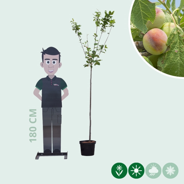 Süße Pflaume 'Opal'