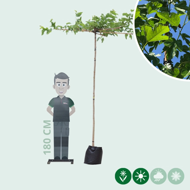 Dach-Maulbeerbaum in Kreuzform