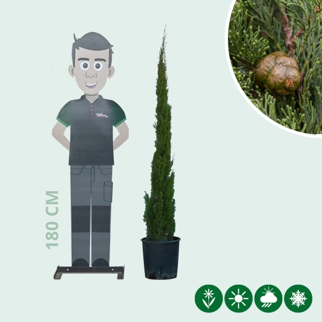 Italienische Zypresse 'Totem'