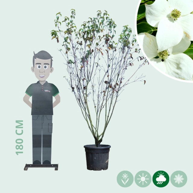 Cornus China Girl mehrstämmig