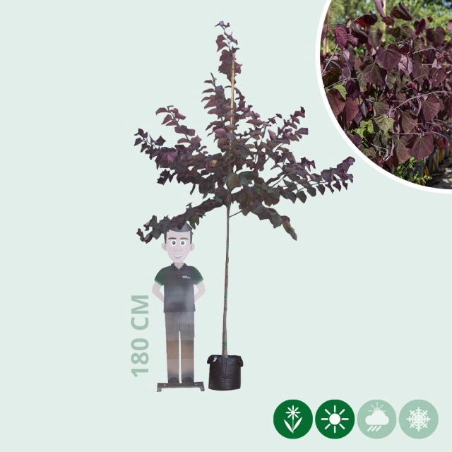 Judasbaum 'Forest Pansy' hochstamm