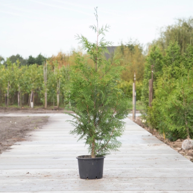 Konifere 'Excelsa'