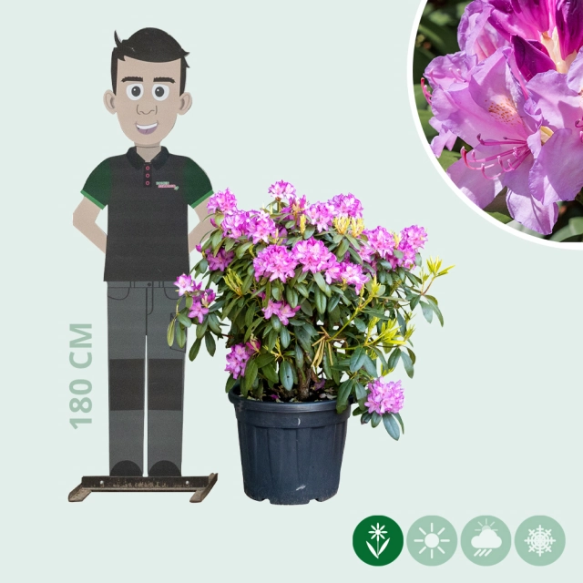 Rhododendron Catawbiense boursault