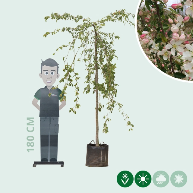 Grüner Hänge-Zierapfel