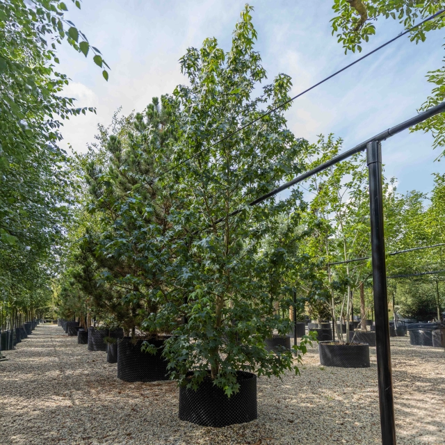 Amberbaum mehrstämmig #1