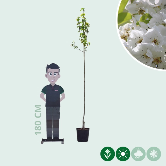 Pyrus c. 'Clapp's Favorite'