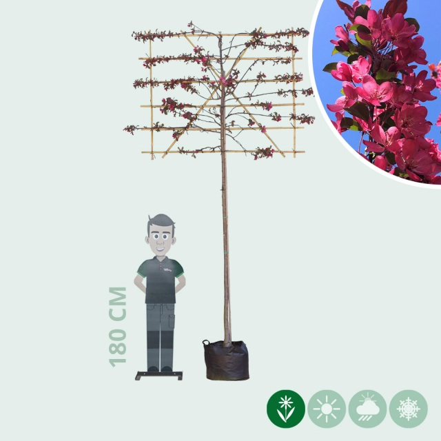 Roter Zierapfel als Spalier