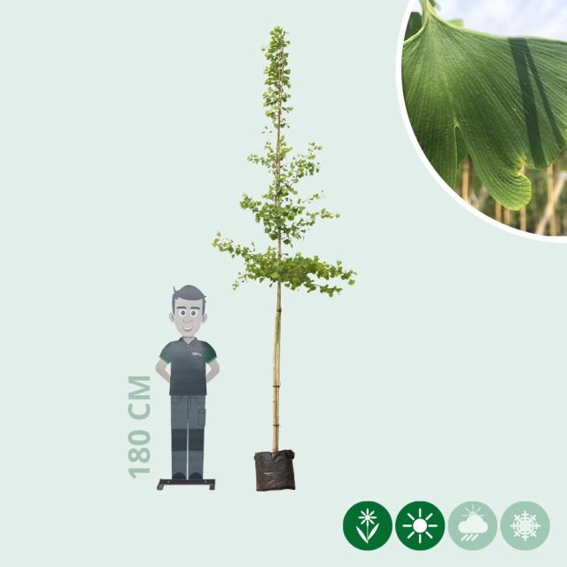 Japanischer Nussbaum