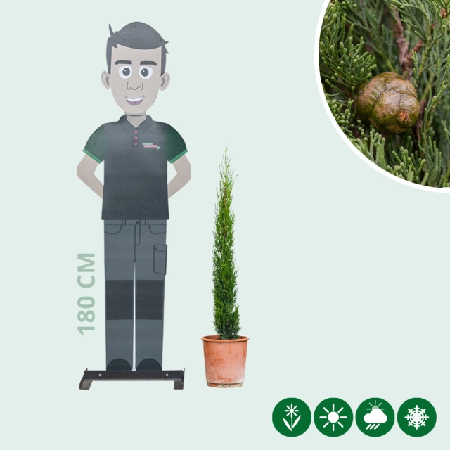 Italienische Zypresse 'Totem'