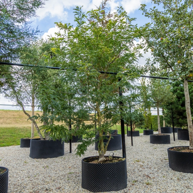 Gelber Dornenloser Lederhülsenbaum mehrstämmig #1