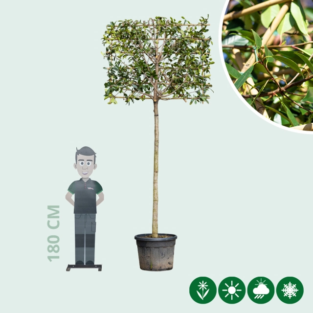Glanzmispel als Spalierbaum