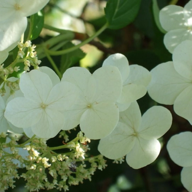Kletterhortensie