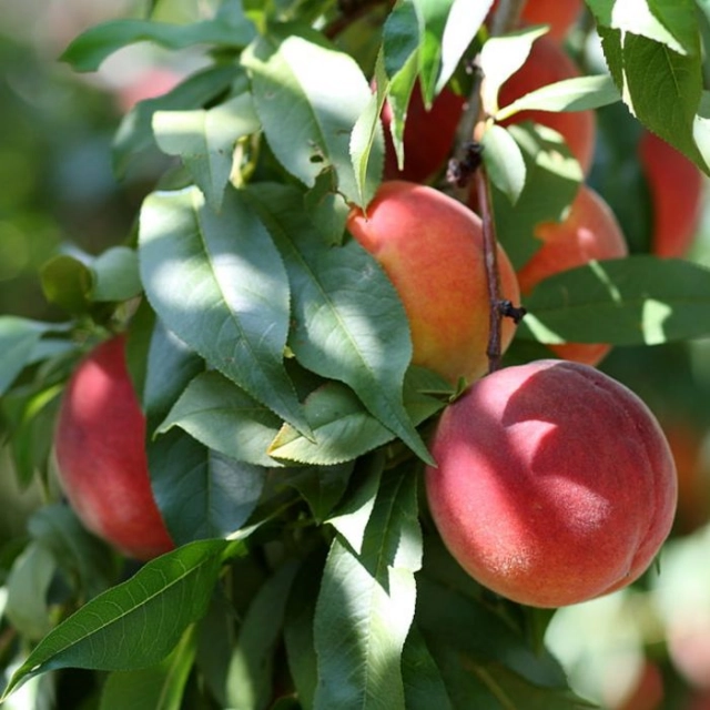 Nektarine 'Mme Blanchet'