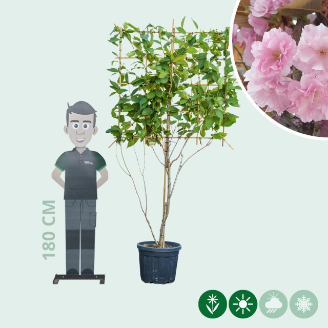 Japanische Blütenkirsche mehrstämmig als Spalier