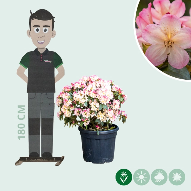 Rhododendron Percy wiseman