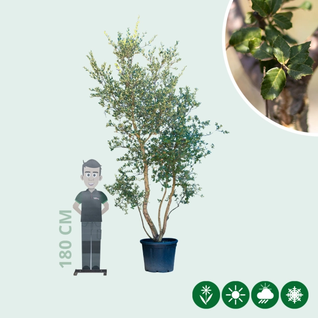 Korkeiche mehrstämmig