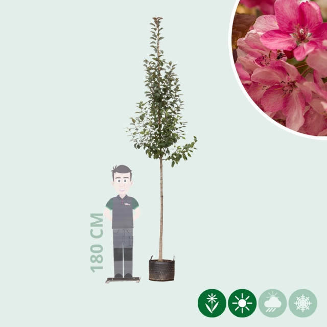 Rotblättriger Zierapfel