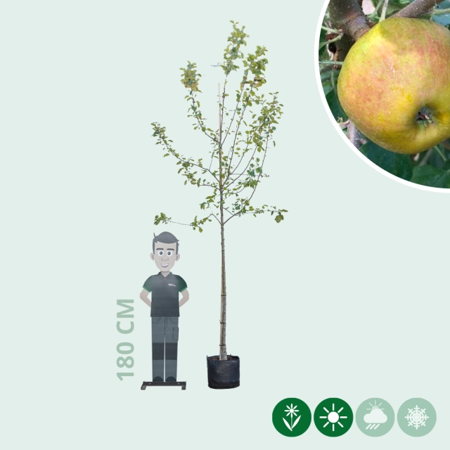 Malus d. 'Schone van Boskoop'/'Goudreinette'