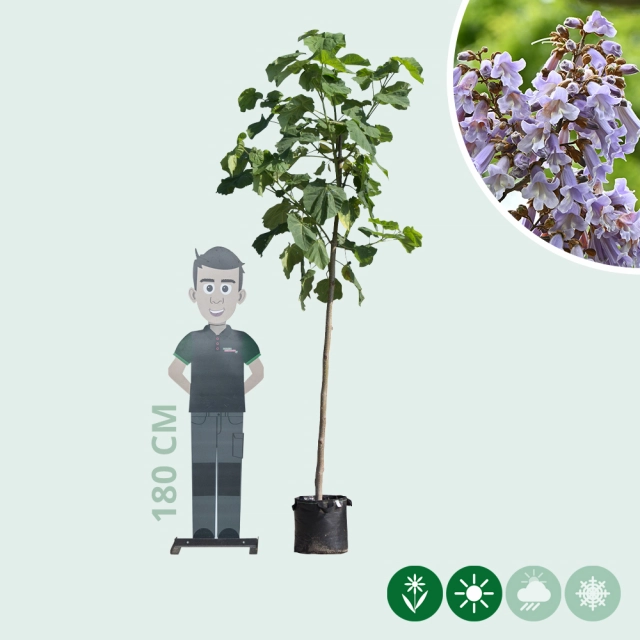 Blauglockenbaum