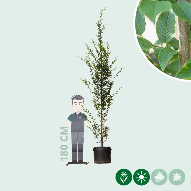 Säulenhainbuche Spindelbusch