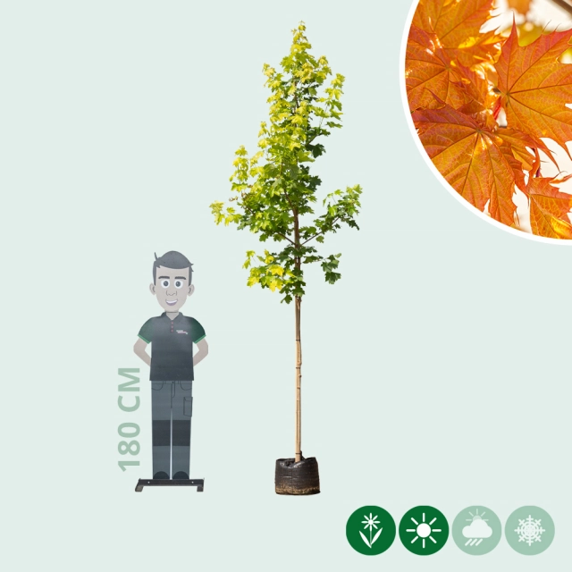 Acer platanoides Princeton Gold
