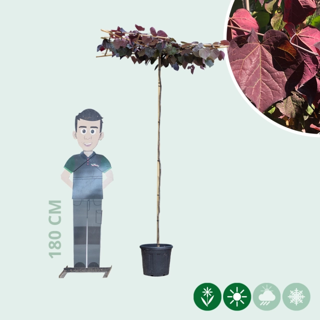 Judasbaum Ruby Falls dachförmig